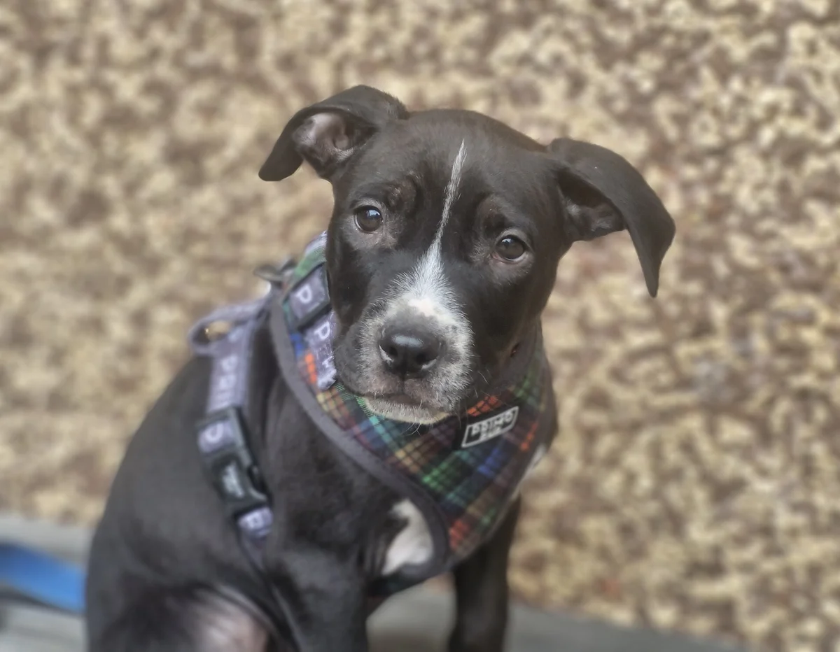 Hocus - Mixed Breed available for adoption at SPCA New Zealand in Wellington
