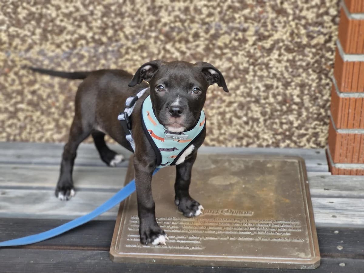 Pocus - Mixed Breed available for adoption at SPCA New Zealand in Wellington