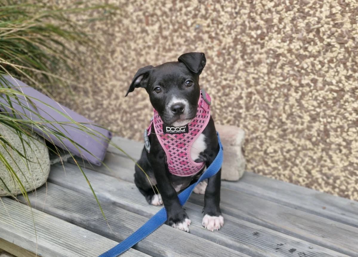 Salem - Mixed Breed available for adoption at SPCA New Zealand in Wellington