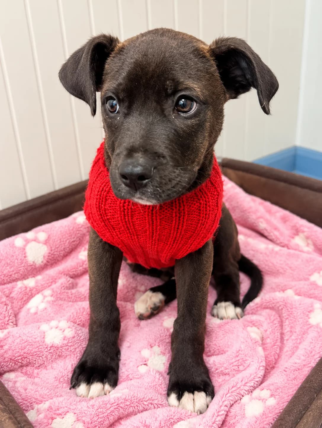 Rollo - Mixed Breed available for adoption at SPCA New Zealand in Taupō