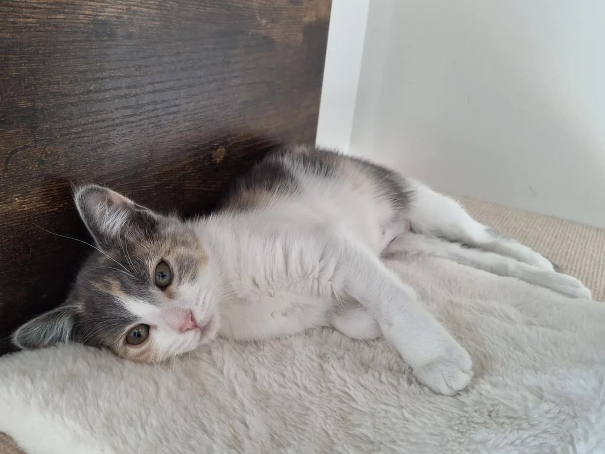 Periwinkle - Domestic Short Hair cat available for adoption at SPCA New Zealand in Hamilton