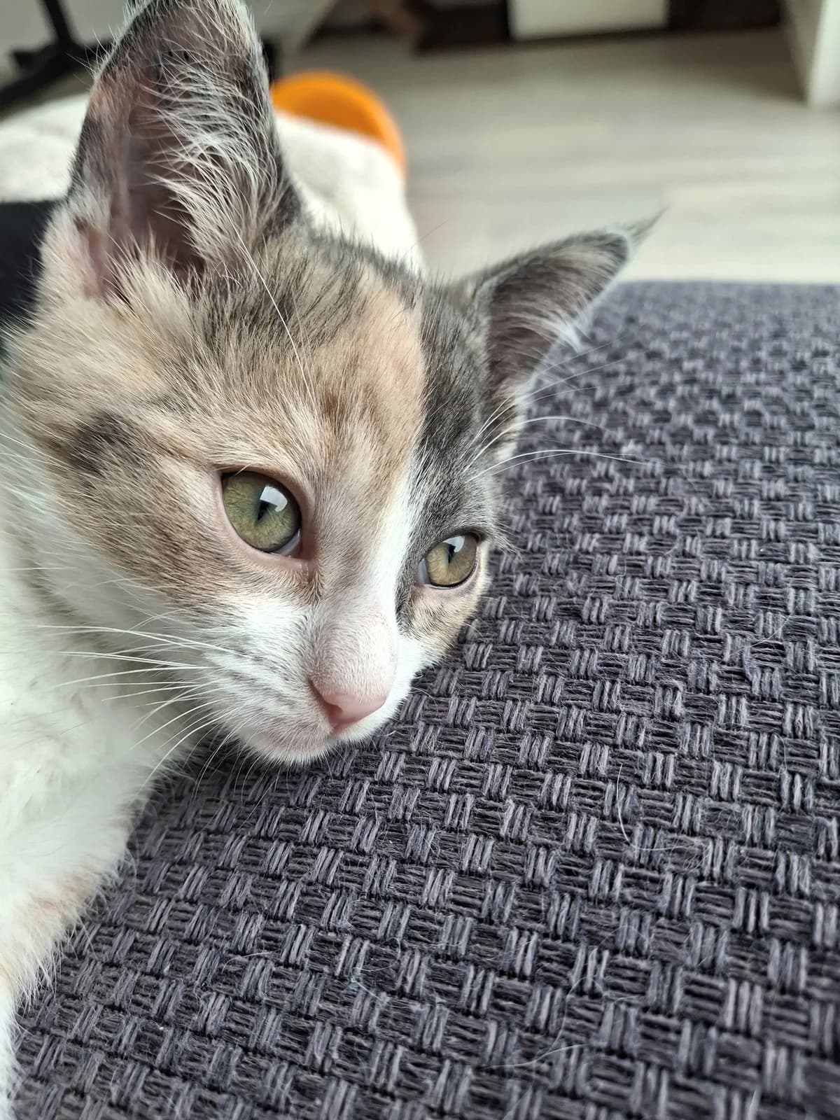 Poppy - Domestic Short Hair cat available for adoption at SPCA New Zealand in Hamilton