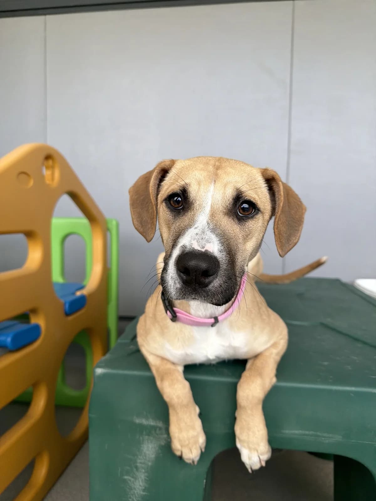 Nasa - Mixed Breed available for adoption at SPCA New Zealand in Auckland