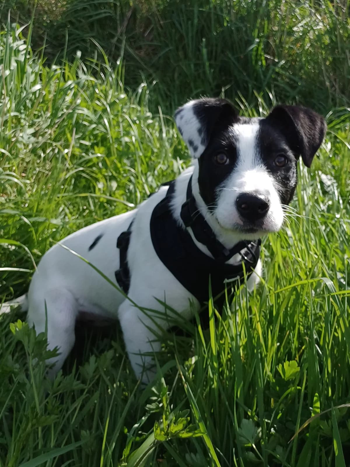Banana Bread - Mixed Breed available for adoption at SPCA New Zealand in Dunedin