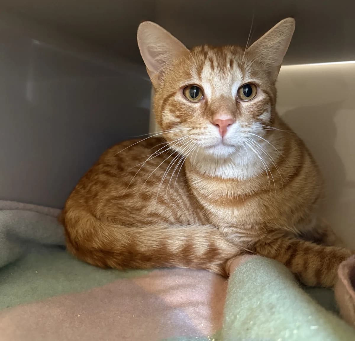 Pumpkin - Domestic Short Hair cat available for adoption in Palmerston North