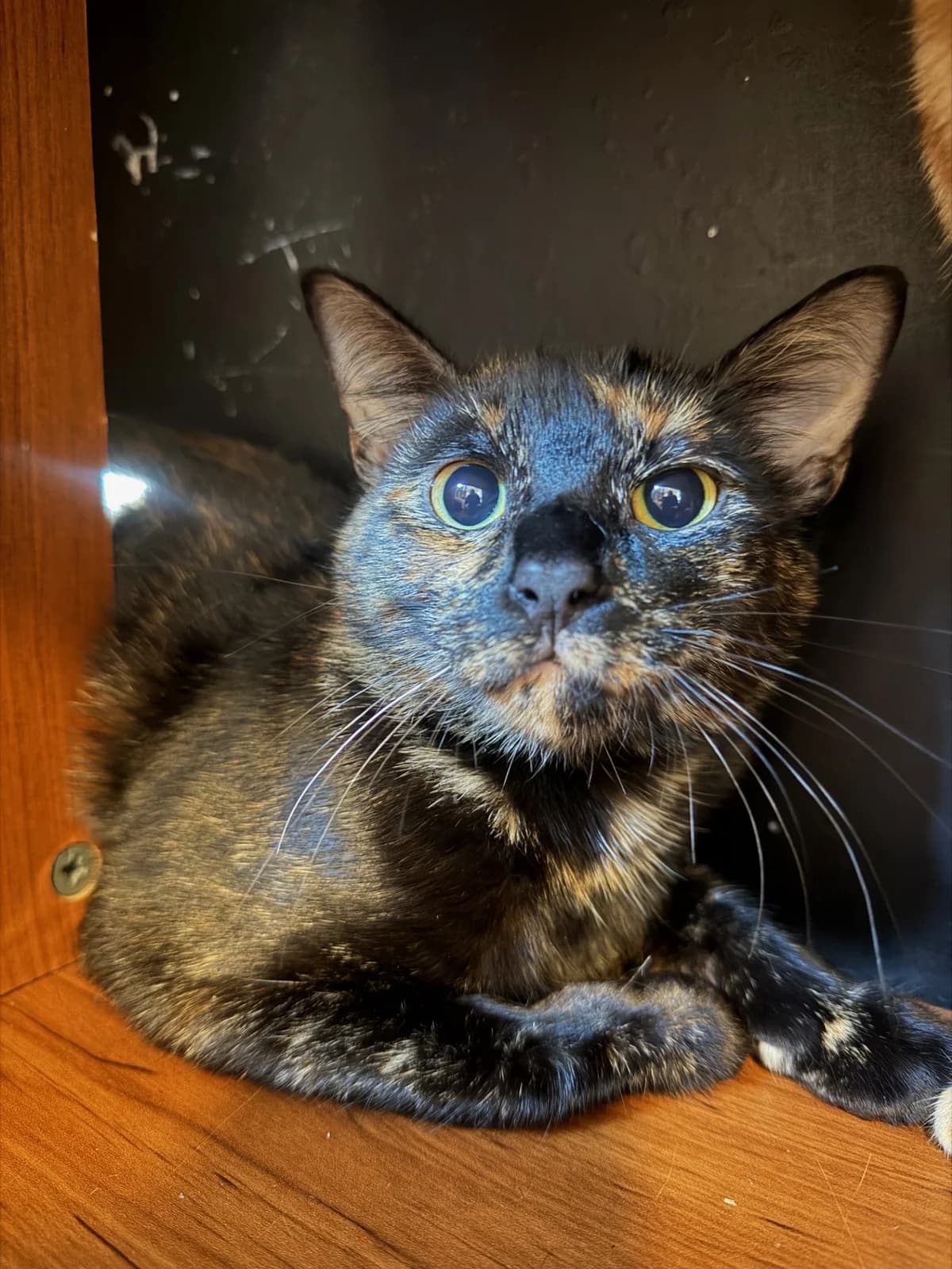 Spice - Domestic Short Hair cat available for adoption in Palmerston North
