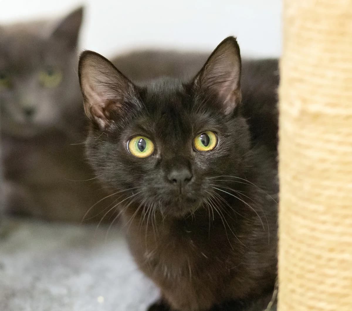 Flora - Domestic Short Hair cat available for adoption at SPCA New Zealand in Whanganui