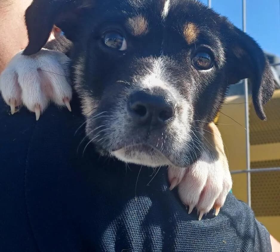 Jean - Huntaway x Staffy Cross available for adoption at SPCA New Zealand in Tauranga