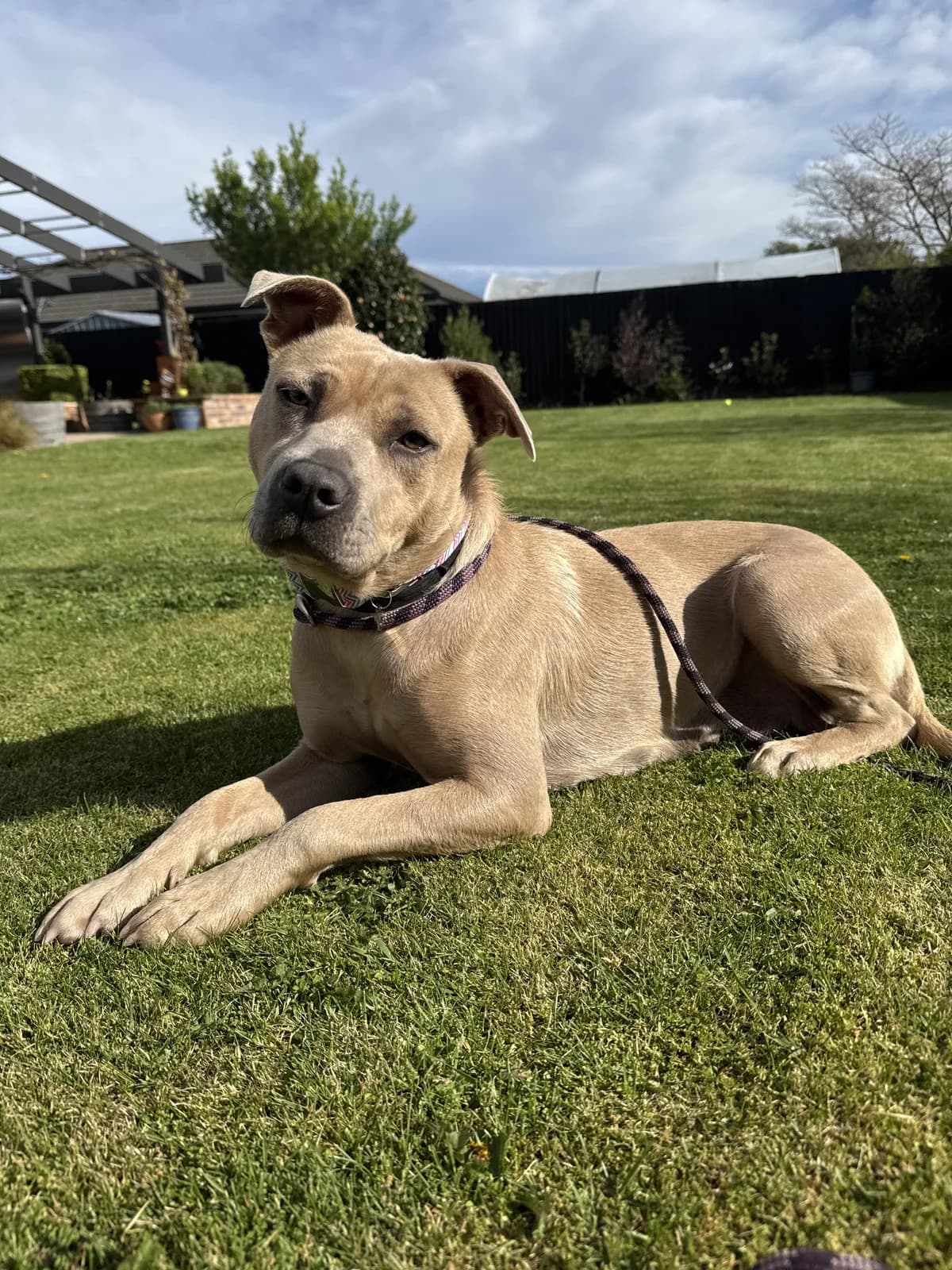 Fe Fe - Mixed Breed available for adoption at SPCA New Zealand in Christchurch