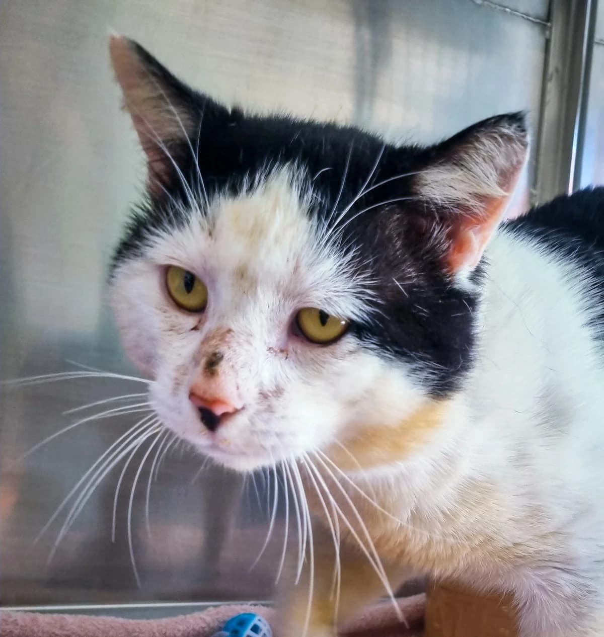 Horse - Domestic Short Hair cat available for adoption at SPCA New Zealand in Gisborne