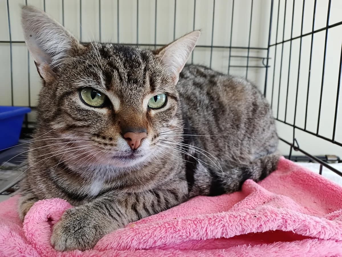 Minnie - Domestic Short Hair cat available for adoption at SPCA New Zealand in Taupō
