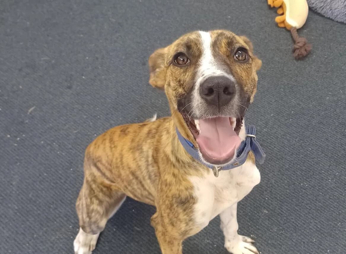 Dash - Mixed Breed available for adoption at SPCA New Zealand in Tauranga