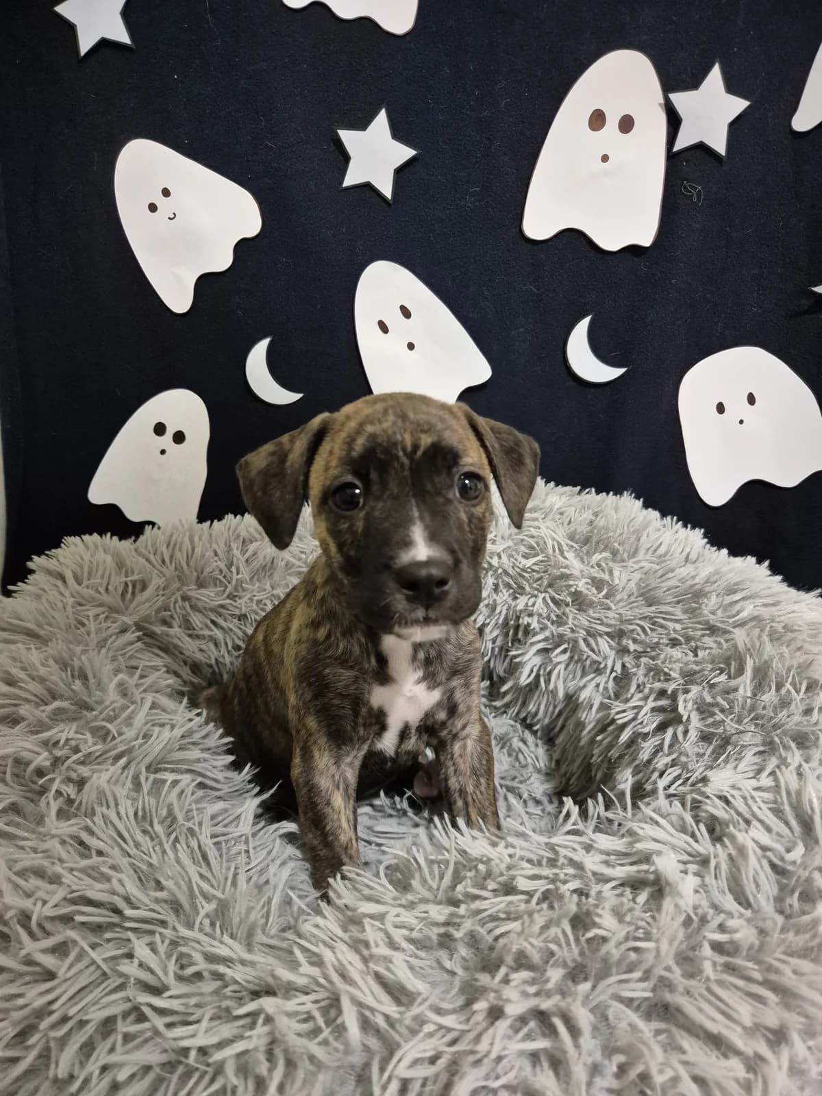 Boo - Mixed Breed available for adoption at SPCA New Zealand in Palmerston North