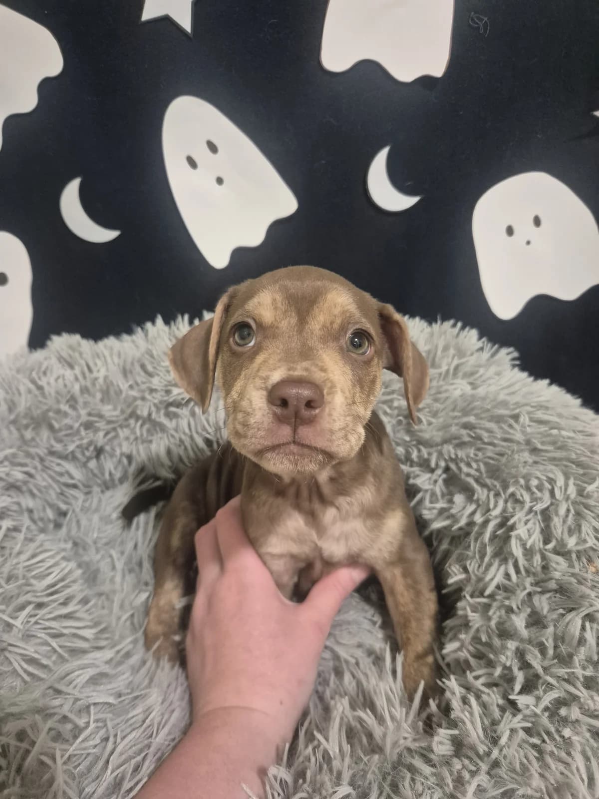Spook - Mixed Breed available for adoption at SPCA New Zealand in Palmerston North