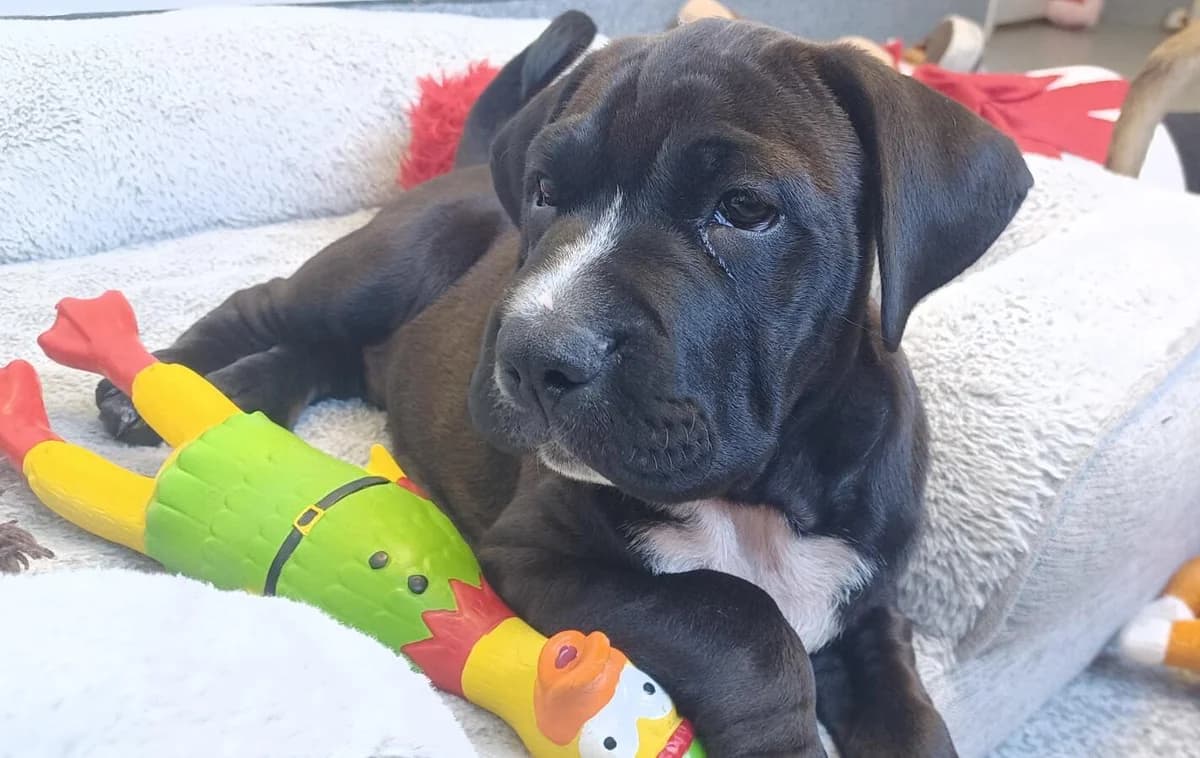 Pango - Mixed Breed available for adoption at SPCA New Zealand in Tauranga