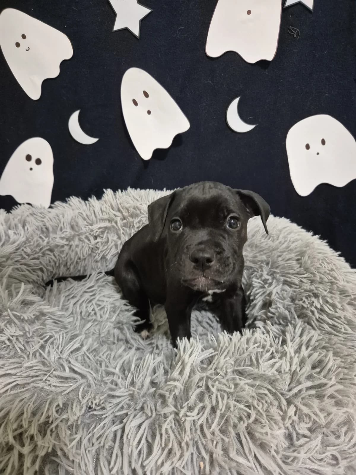 Spider - Mixed Breed available for adoption at SPCA New Zealand in Palmerston North