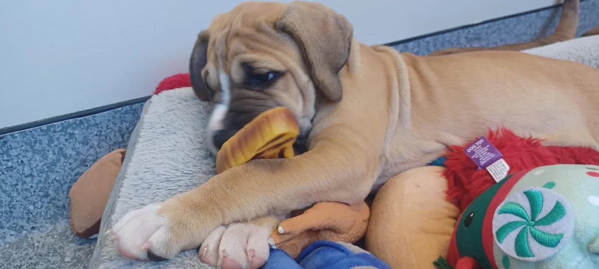 Toffee - Mixed Breed available for adoption at SPCA New Zealand in Tauranga