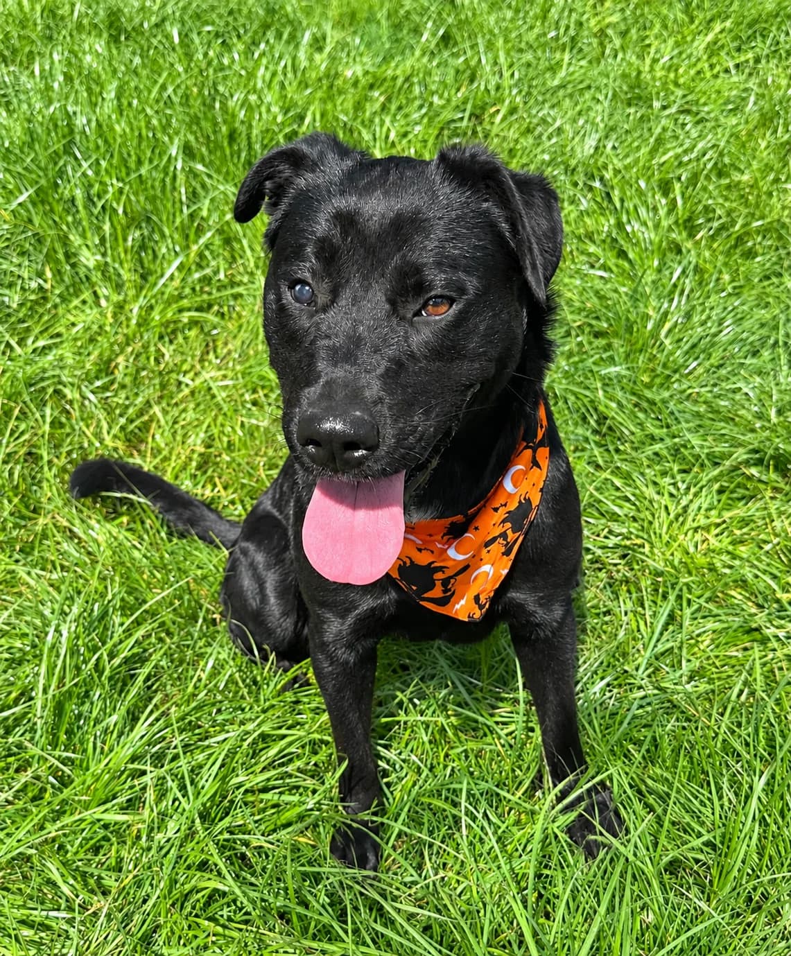 Karma - Labrador Cross available for adoption at SPCA New Zealand in Kerikeri