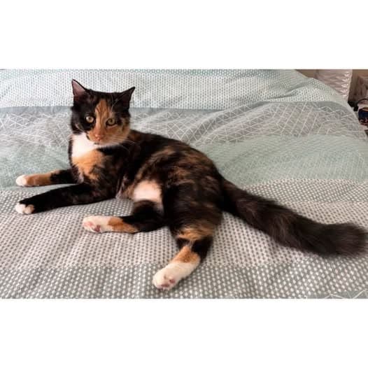 Mama Brindle - Domestic Shorthair cat available for adoption at Perth Rescue Angels in Perth