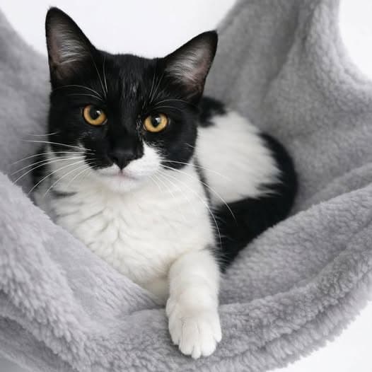 Tails - Domestic Shorthair cat available for adoption in Perth