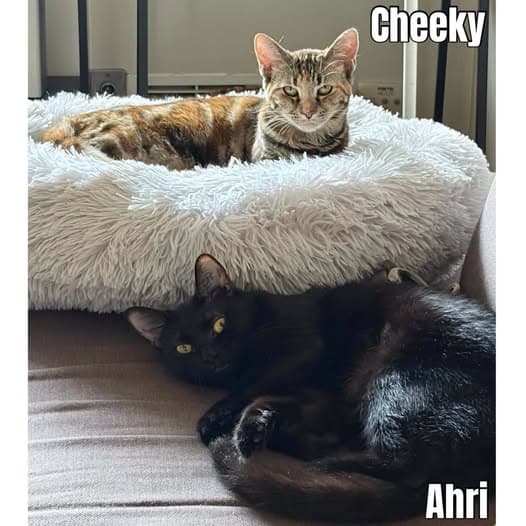Ahri & Cheeky Devil - Domestic Shorthair cat available for adoption at Perth Rescue Angels in Perth