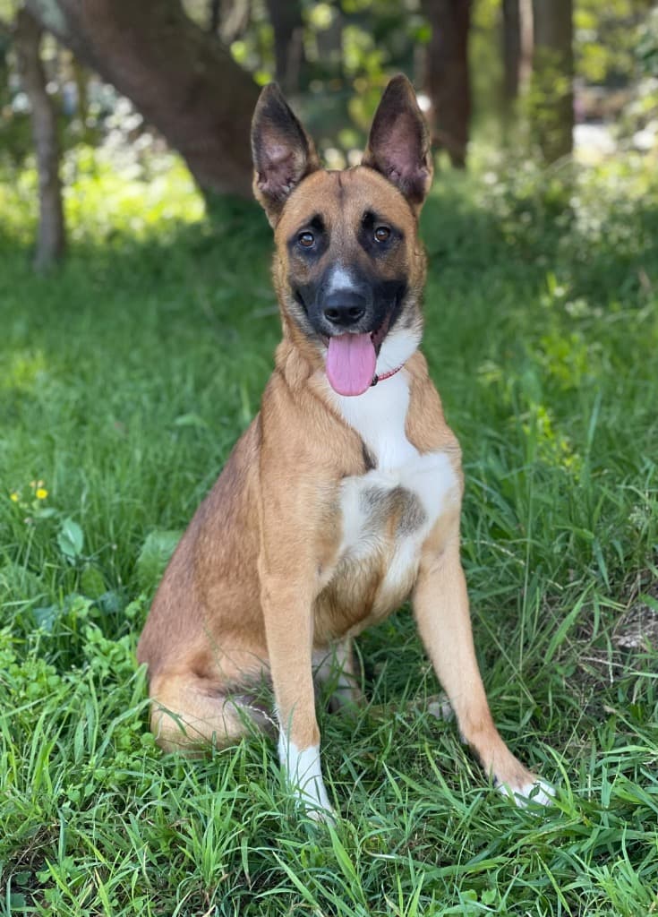 Rodger - Shepherd X available for adoption at SoCares Central Coast Animal Shelters in Central Coast