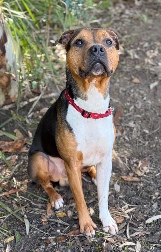 Benny - Staffordshire Terrier X available for adoption in Central Coast