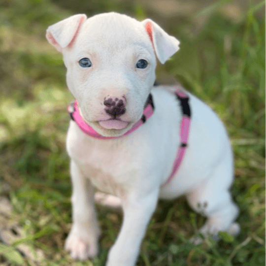 Aggie - Kelpie x Whippet Cross available for adoption in Central Coast