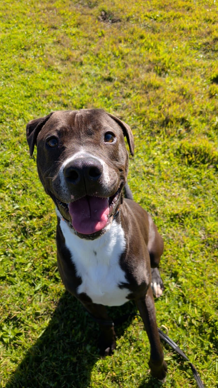 Pistachio - Staffordshire Bullterrier X available for adoption at SoCares Central Coast Animal Shelters in Central Coast
