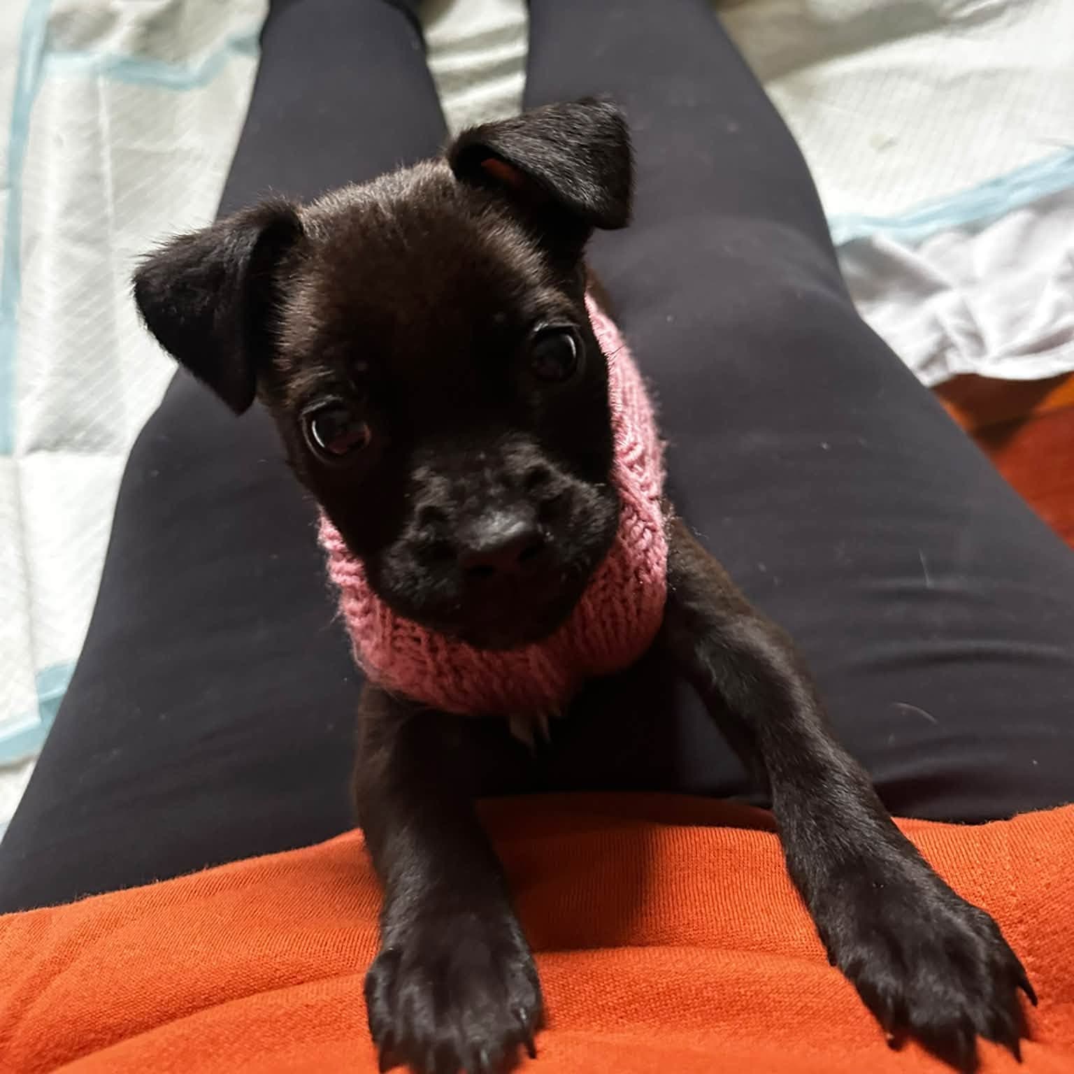 Betsy - Mixed Breed available for adoption at PAWS Restart in Auckland