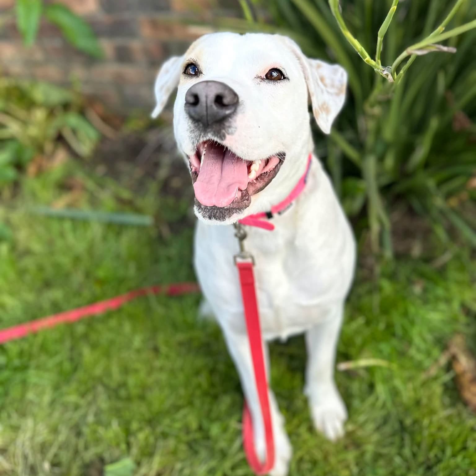 Iris - Mixed Breed available for adoption at PAWS Restart in Auckland
