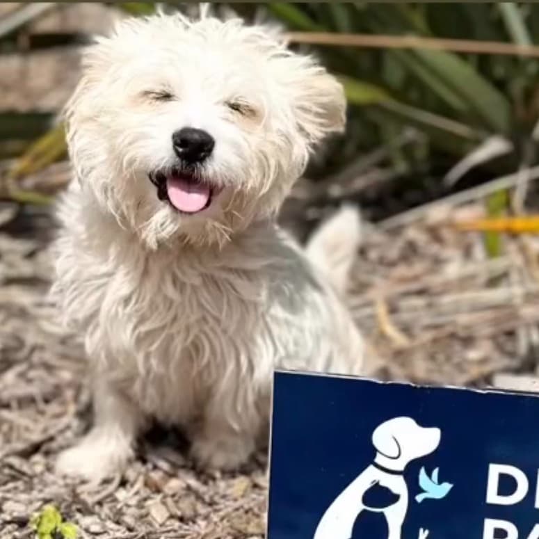 Poppet - Mixed Breed available for adoption at PAWS Restart in Auckland