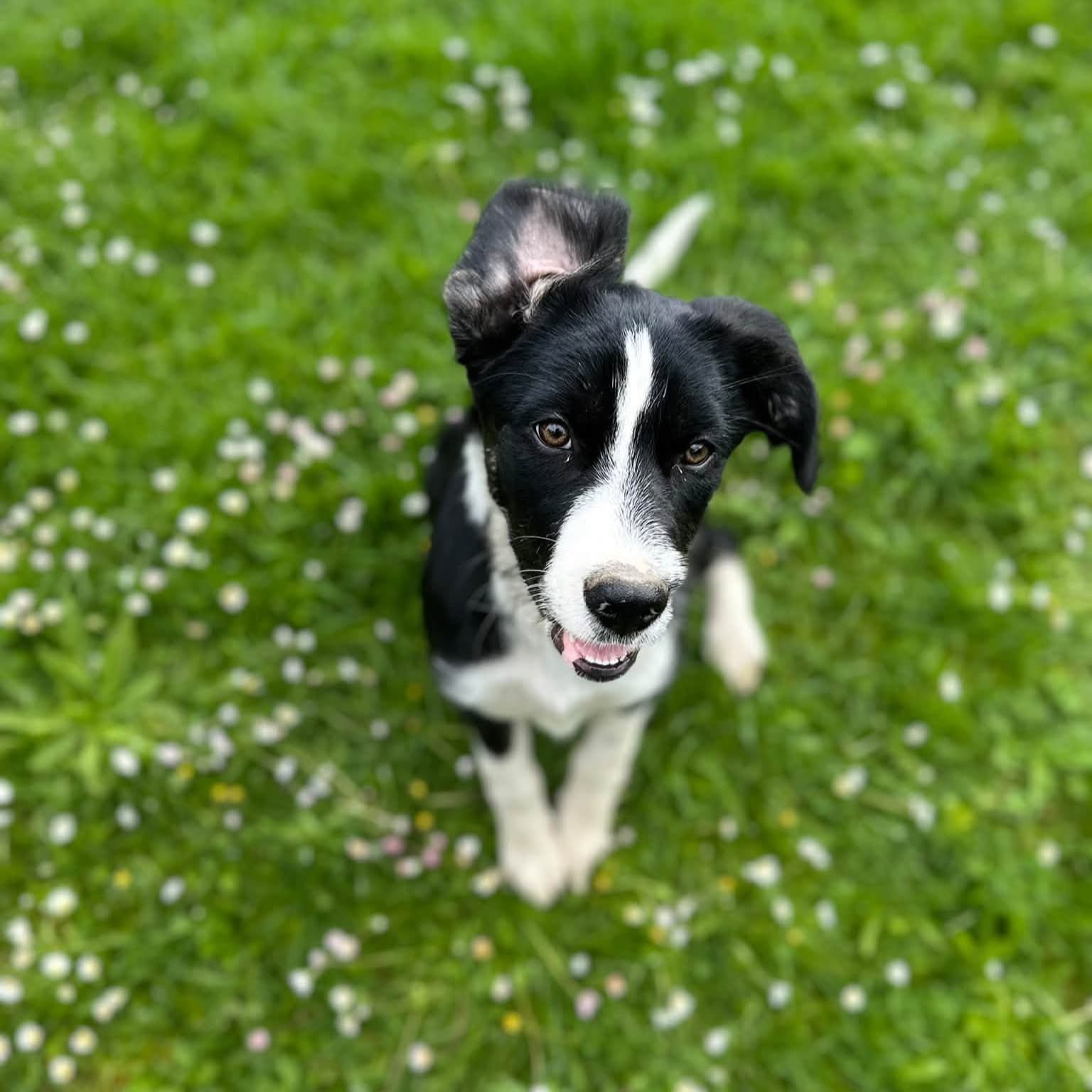 Morris - Mixed Breed available for adoption at PAWS Restart in Auckland