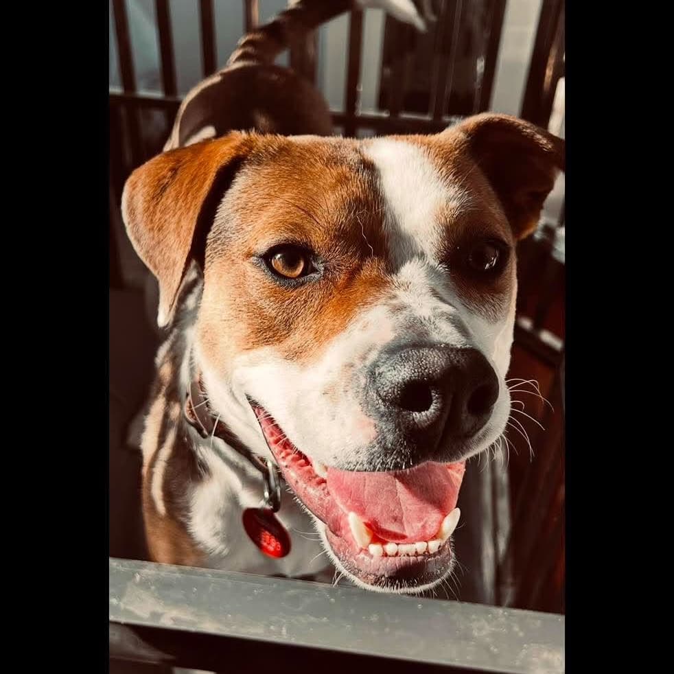 Danny - Mixed Breed available for adoption at PAWS Restart in Auckland