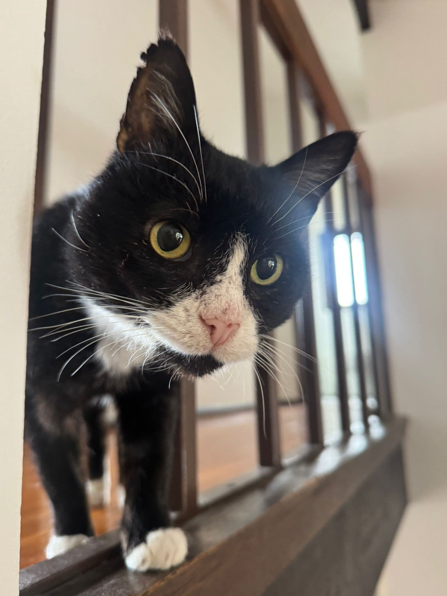 Bartholomew - DSH cat available for adoption in Sydney