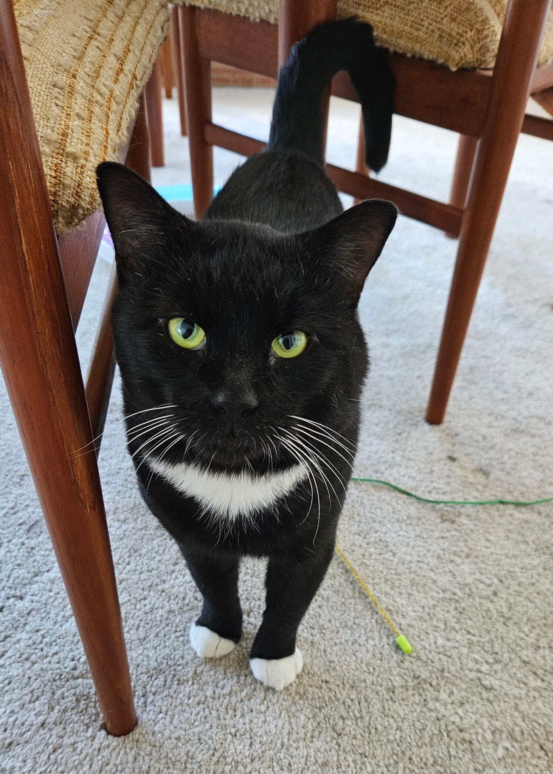 Edwin - DSH cat available for adoption in Sydney