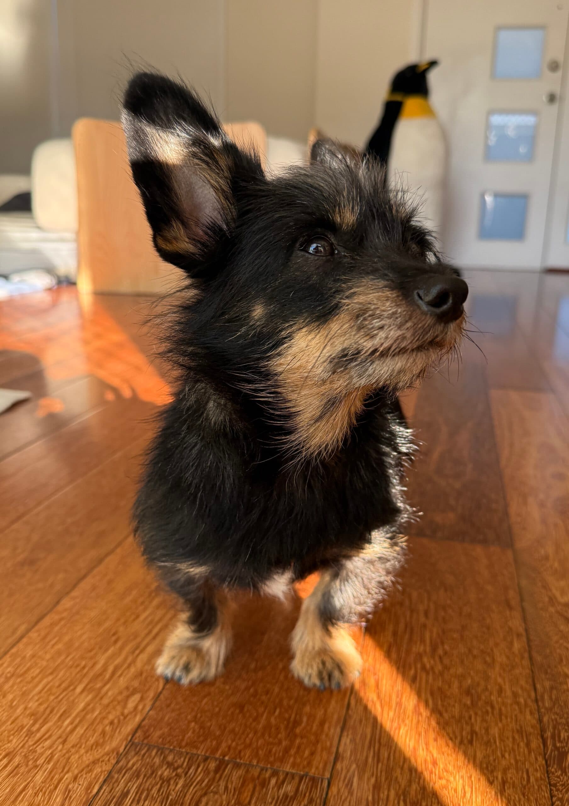 Buddy - AustralianTerrier Mix available for adoption at Sydney Dogs and Cats Home in Sydney
