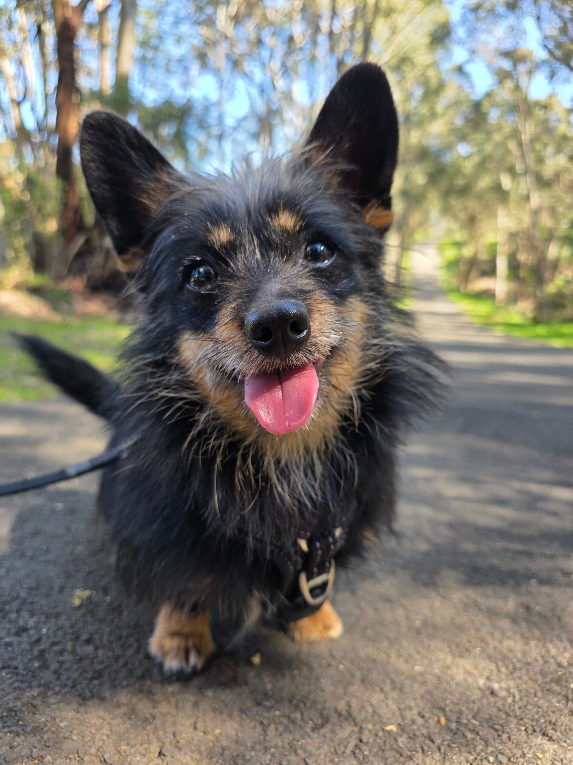 Buddy - Australian Terrier Mix available for adoption in Sydney