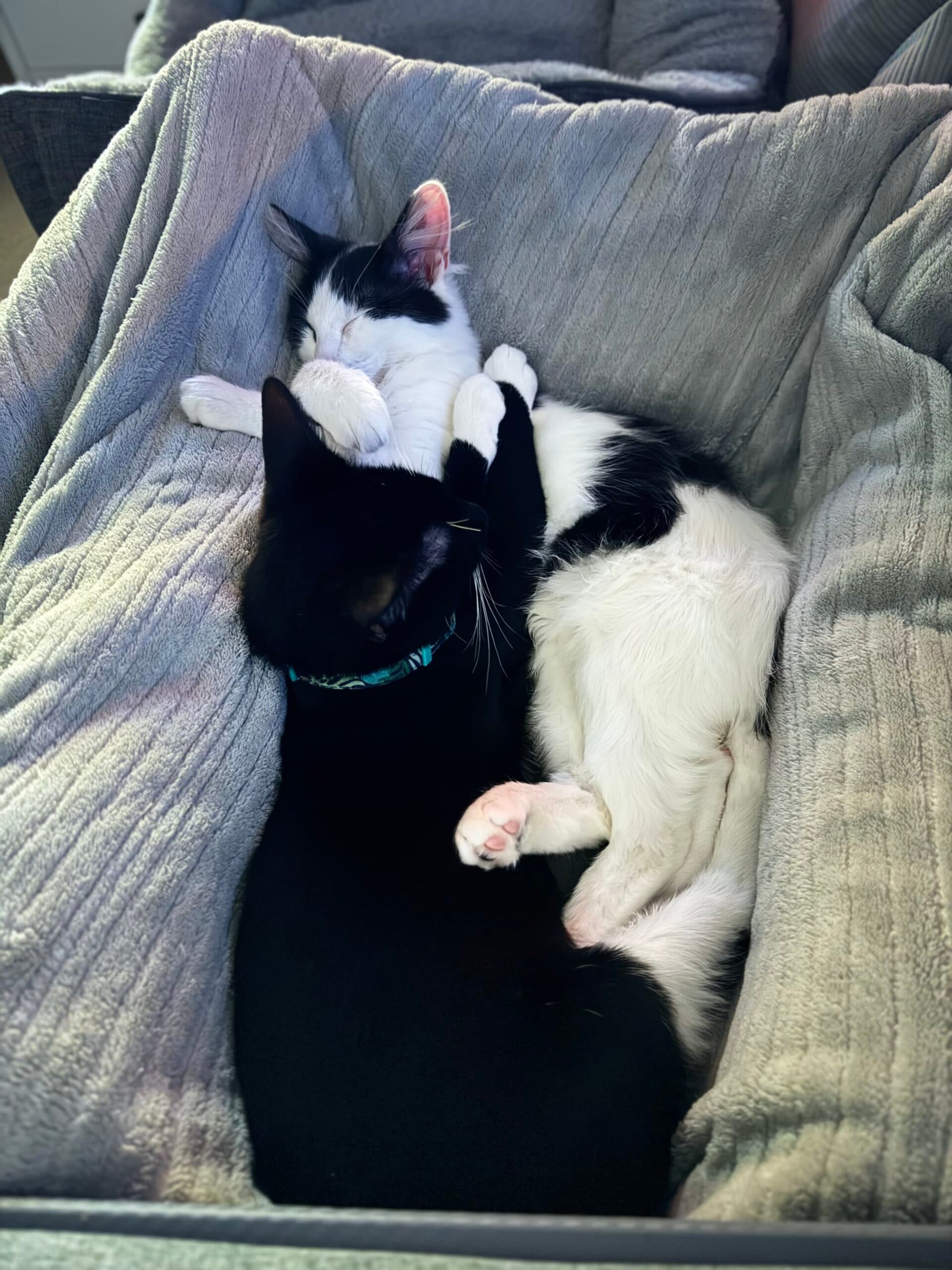 Aries & Phoenix - Domestic Short Hair cat available for adoption in Sydney