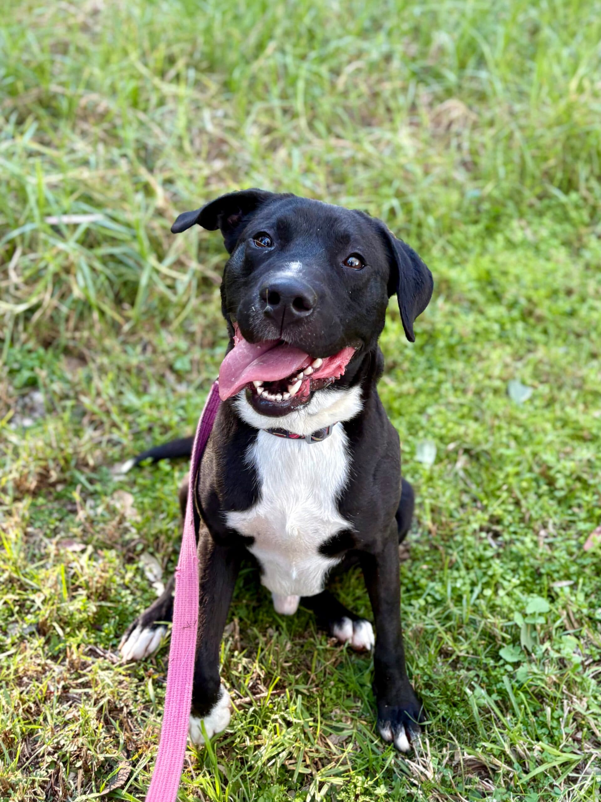 Fido - Pointer x Staffordshire Terrier available for adoption in Sydney