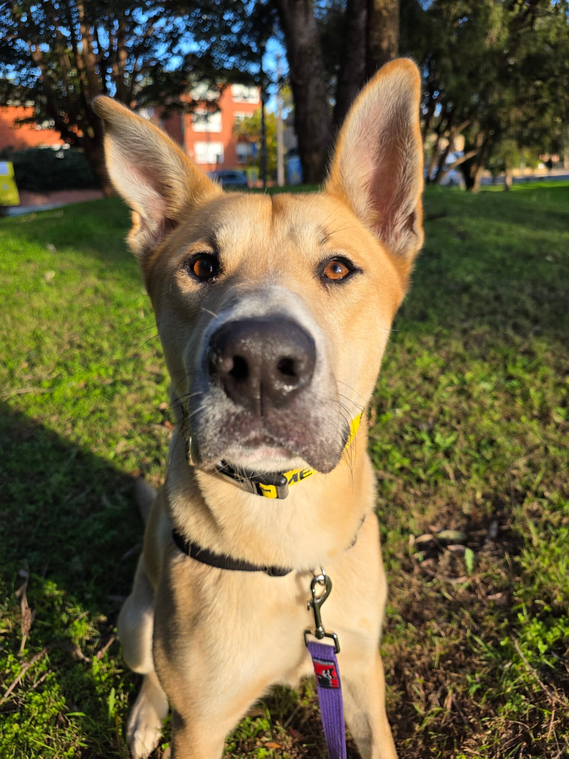 Milo - Bull Mastiff X available for adoption at Sydney Dogs and Cats Home in Sydney