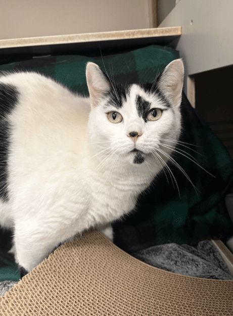 Bella - Domestic Short Hair cat available for adoption in Sydney