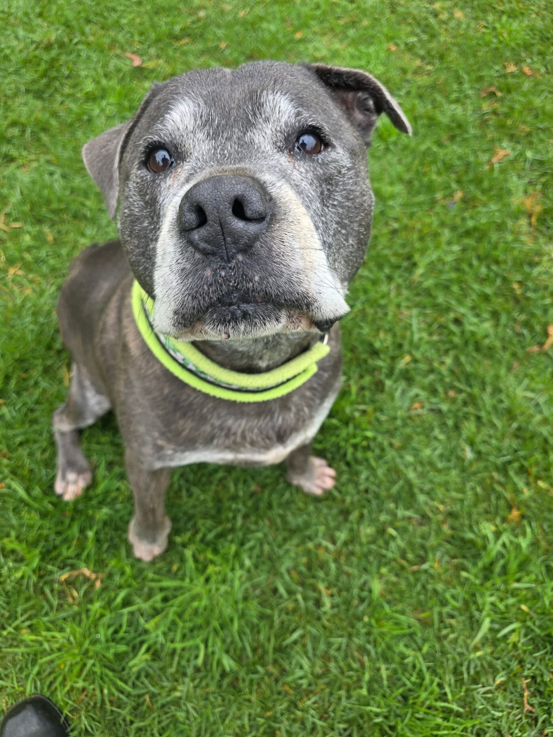Norman - Staffordshire Bull Terrier available for adoption at Sydney Dogs and Cats Home in Sydney