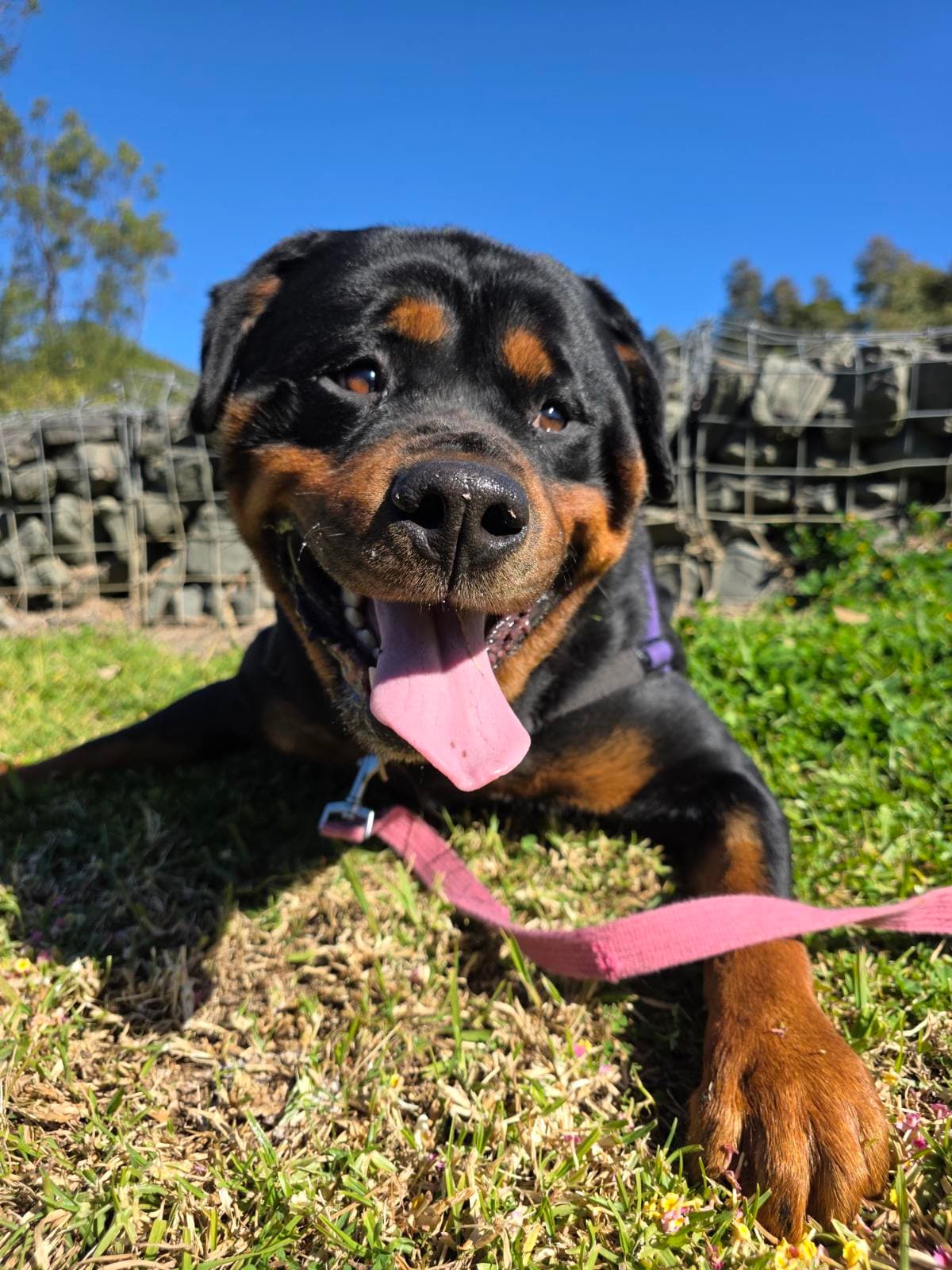 Phantom - Rottweiler available for adoption in Sydney