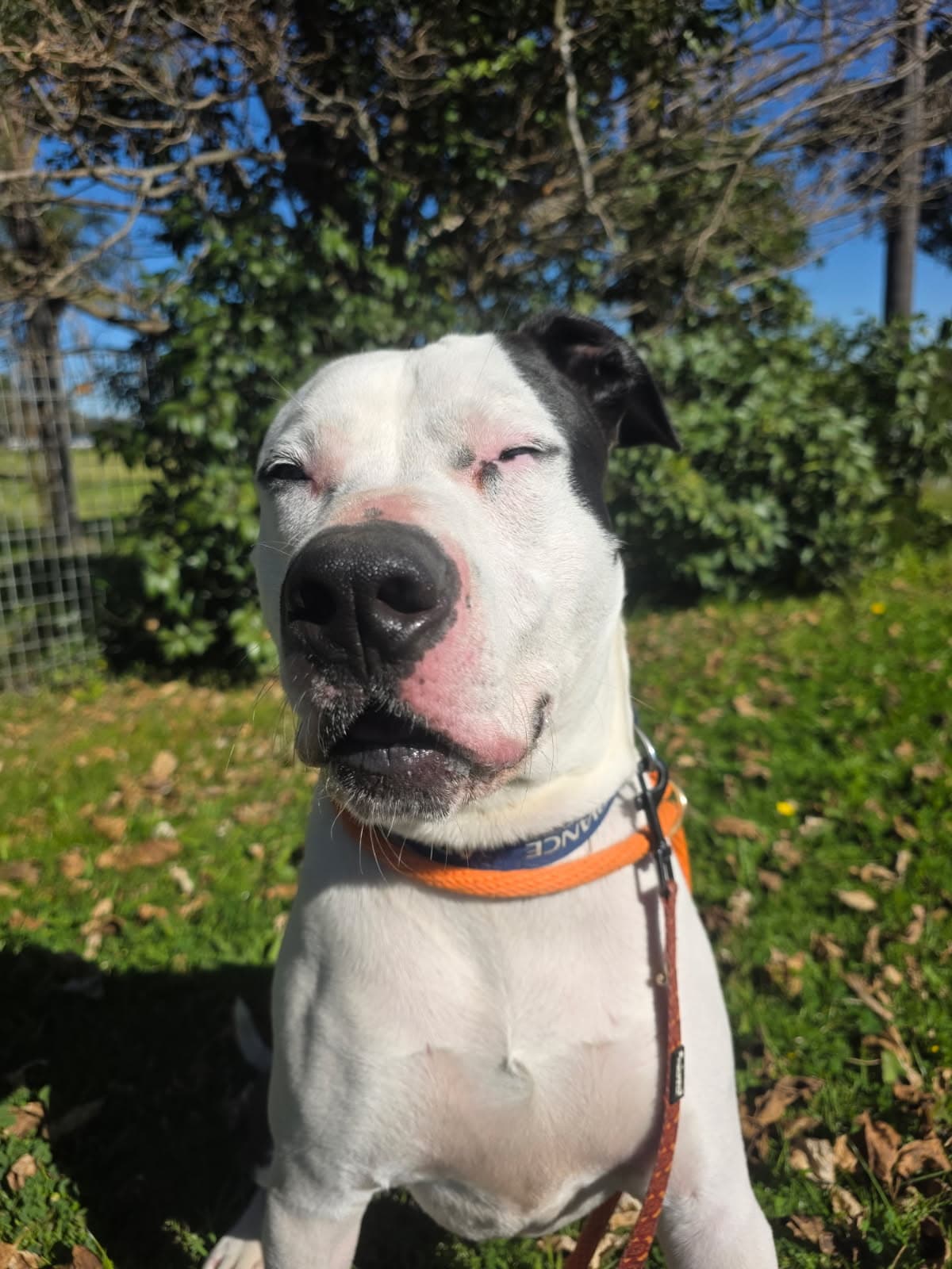 Pongo - Bull Arab X available for adoption at Sydney Dogs and Cats Home in Sydney