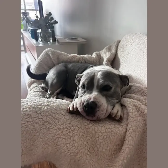 Dakota - American Staffy available for adoption at Sydney Dogs and Cats Home in Sydney