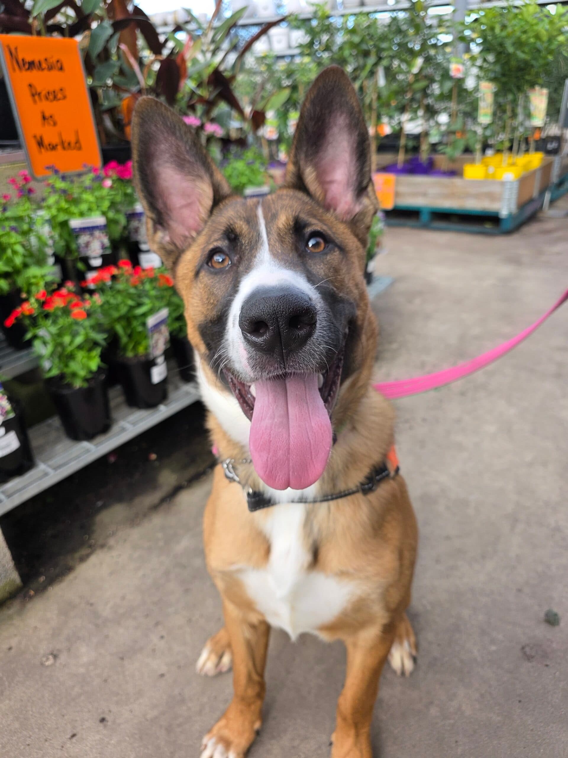 Jester - Belgian Malinois cross available for adoption in Sydney