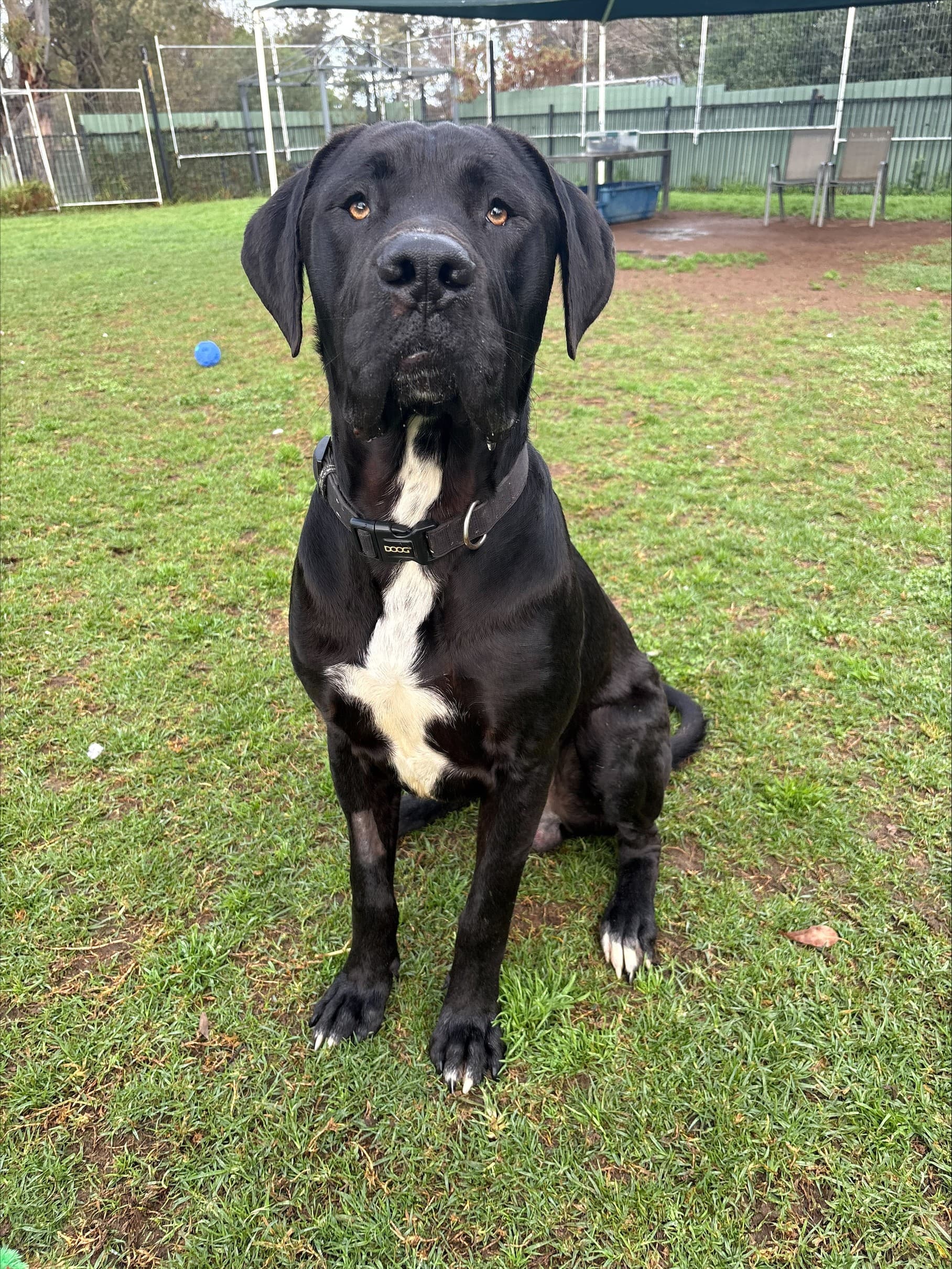 Boris - Great Dane x available for adoption in Sydney