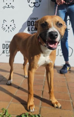 Bear - Staffordshire Bull Terrier available for adoption at Sydney Dogs and Cats Home in Sydney