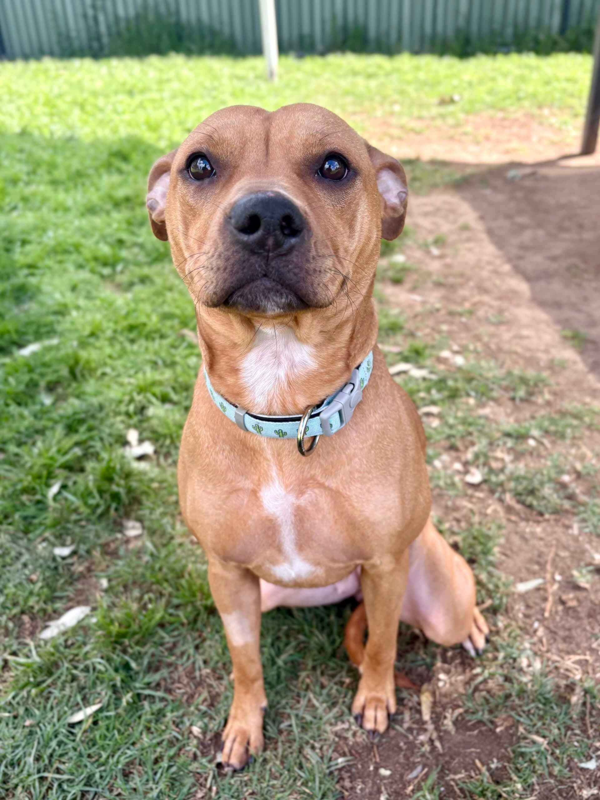 Delilah - Staffordshire Bull Terrier available for adoption at Sydney Dogs and Cats Home in Sydney